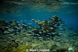 Silversides on the sandy spit by Bruce Campbell 